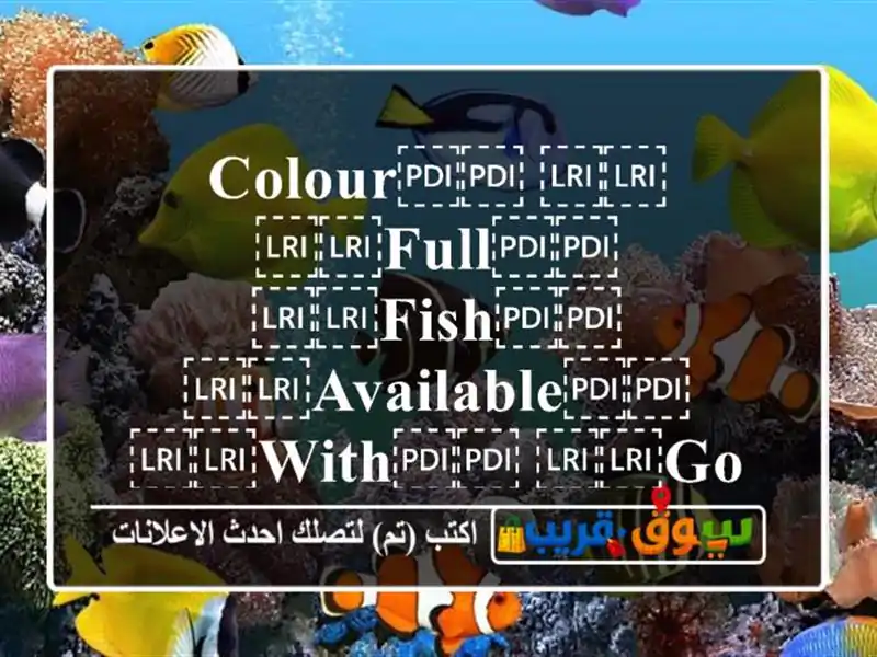 ⁦⁦colour⁩⁩ ⁦⁦full⁩⁩ ⁦⁦Fish⁩⁩ ⁦⁦available⁩⁩...
