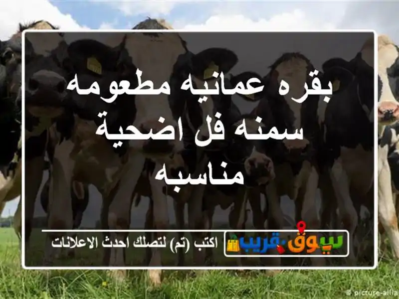 بقره عمانيه مطعومه سمنه فل اضحية مناسبه