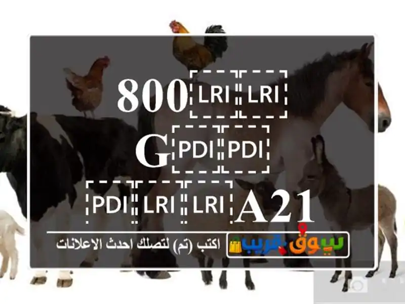 ⁦⁦800 g⁩⁩ ⁦⁦A21⁩⁩اكل غر