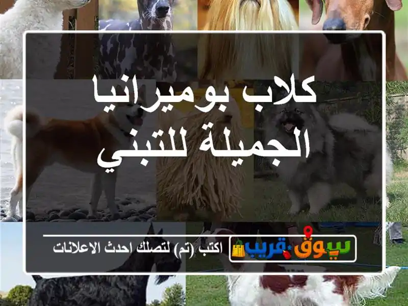 كلاب بوميرانيا الجميلة للتبني