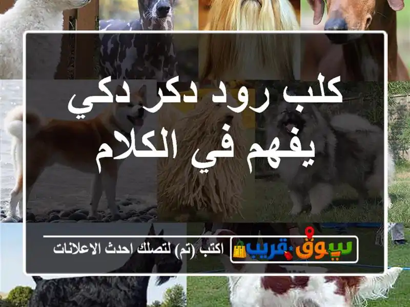 كلب رود دكر دكي يفهم في الكلام
