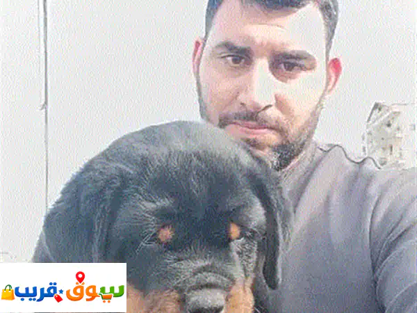روت وايلر صربي أصيل للبيع: ذكور وإناث من أرقى...