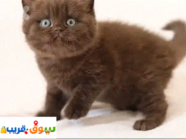 chocolata chocolata whtsp 70485808