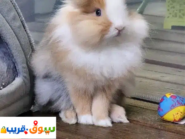 Lion Head Rabbits available in store and delivery
