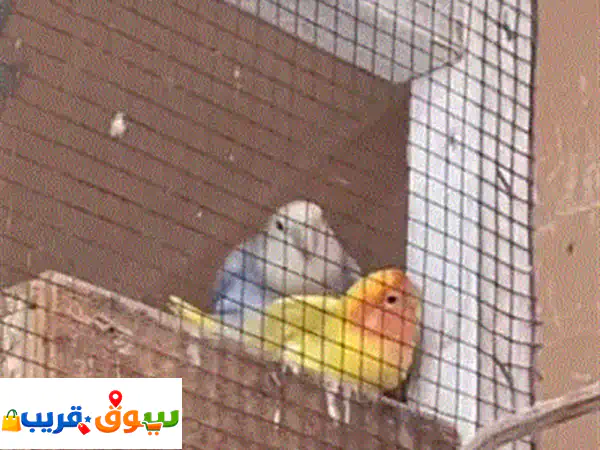 للبيع ٧ ازواج لافبير منتجين ٢٠ دينار للزوج