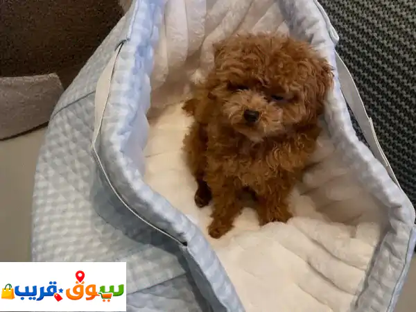 Poodle Puppy