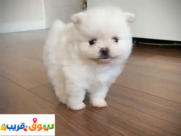 Pomeranian Puppiesu002 Fu002 FWhatsapp Me 0588993320