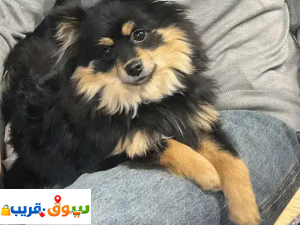 Black is looking for a happy family