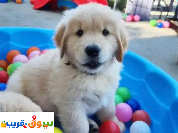 Golden retriever puppies