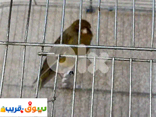 الكرك زحلة