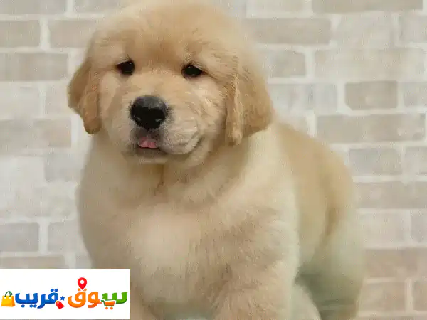 golden rettriver puppy  whatsapp +971569299832