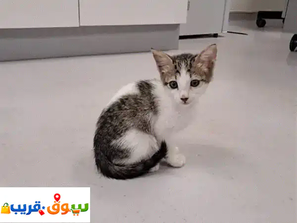 فرصة تبني عاجلة: أنقذ قطة صغيرة رائعة (أقل من شهر)...