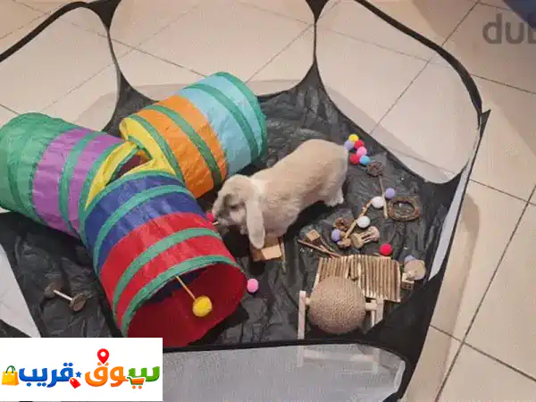 Dutch Dwarf Rabbit for Sale  أرنب هولندي قزم للبيع