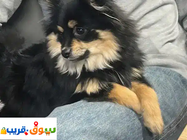 Black is looking for a happy family