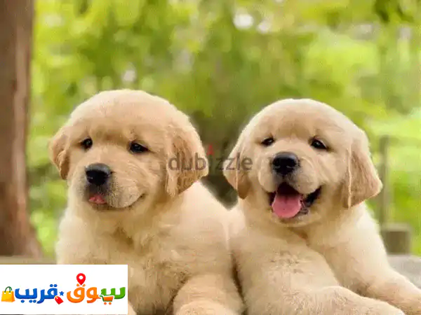 Golden retriever puppies