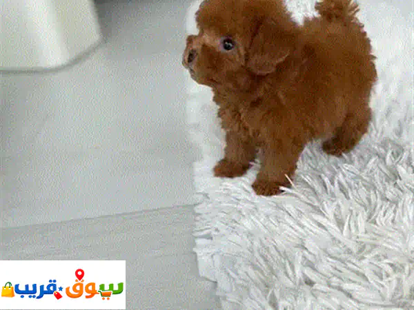 Poodle Puppy