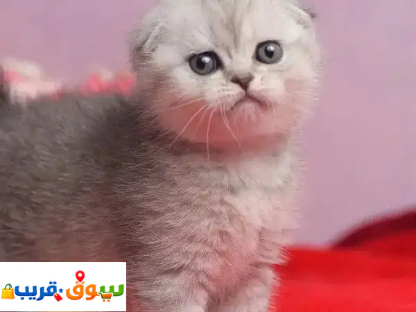 تبنى قط سكوتش فولد للبيع | مدرب منزلياً، مرح،...