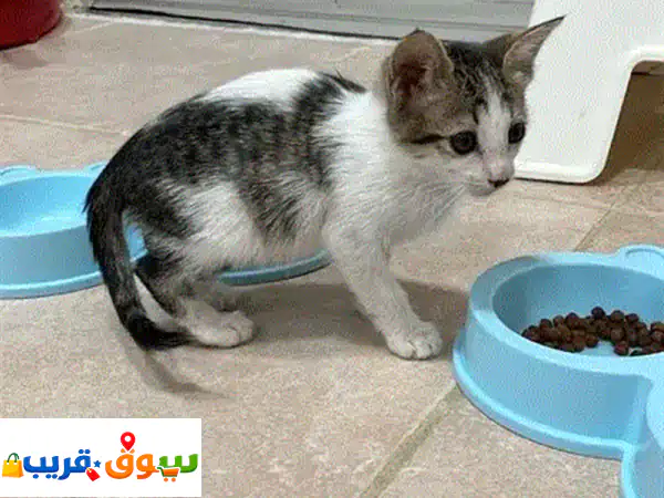 فرصة تبني عاجلة: أنقذ قطة صغيرة رائعة (أقل من شهر) - مجانًا!