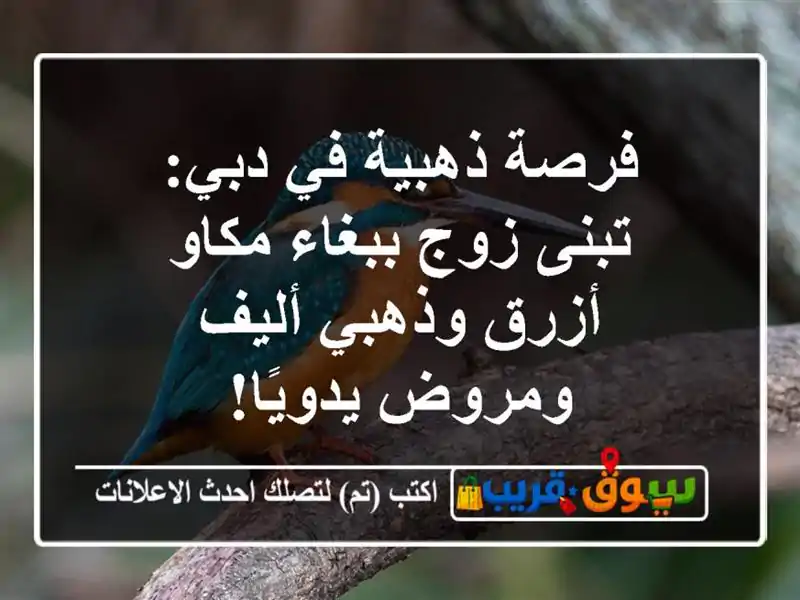 فرصة ذهبية في دبي: تبنى زوج ببغاء مكاو أزرق وذهبي...