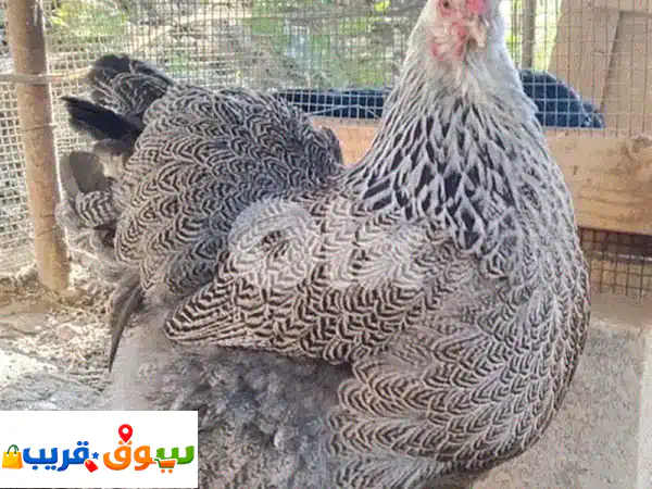دجاج زينة وسلالات أجنبية فاخرة: بيض وصيصان...