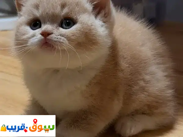 للبيع: قطط برتش شورتهير أصيلة | صغيرة ومطعمة |...