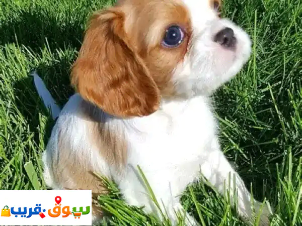 كلاب كافاليير كينج تشارلز للبيع | جرو أصيل...