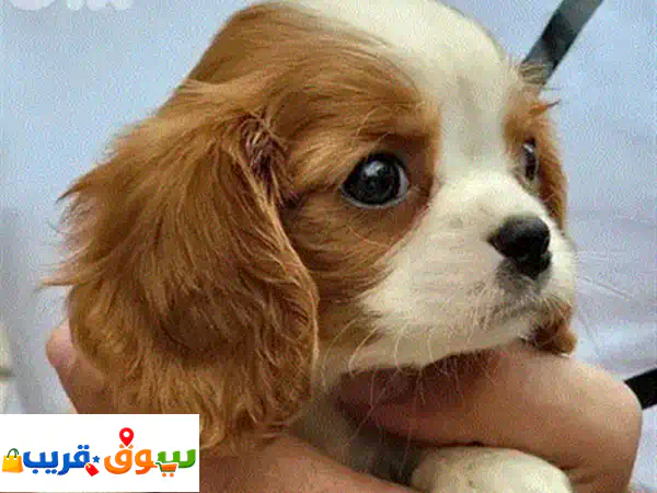 كلاب كافاليير كينج تشارلز للبيع | جرو أصيل مستورد، مدرب، ومثالي لعائلتك 🏡