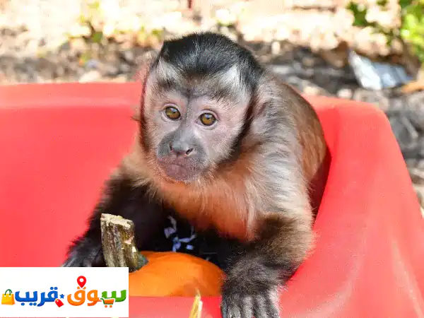 قرود كابوشين صغيرة للبيع 🐒 رفقاء ودودون،...