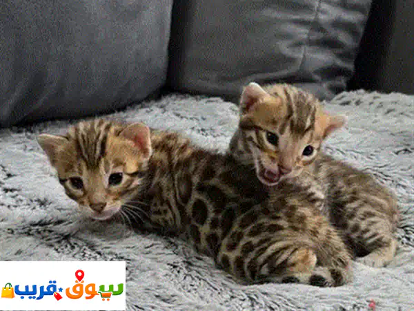 ✨ قطط شيرازي وفارسية للبيع | رفقاء أحلامك الجميلة واللعوبة!