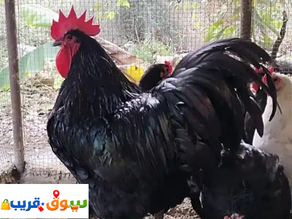 دجاج زينة وسلالات أجنبية فاخرة: بيض وصيصان مستوردة (أوسترالوب، سوسكس، براهما، أروكانا، إيسبار) - بيض ملون!