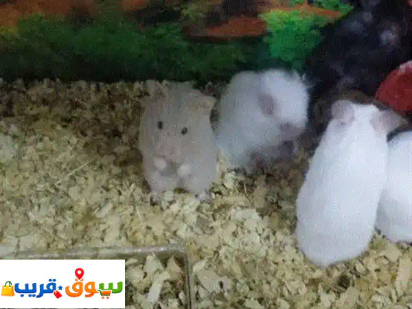 هادستر روسي وسوري أليف | جميع الألوان | توصيل لكل لبنان | مستلزمات كاملة
