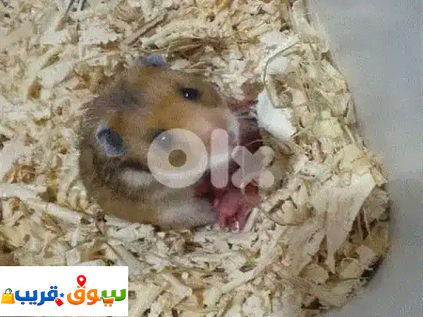 هادستر روسي وسوري أليف | جميع الألوان | توصيل لكل...