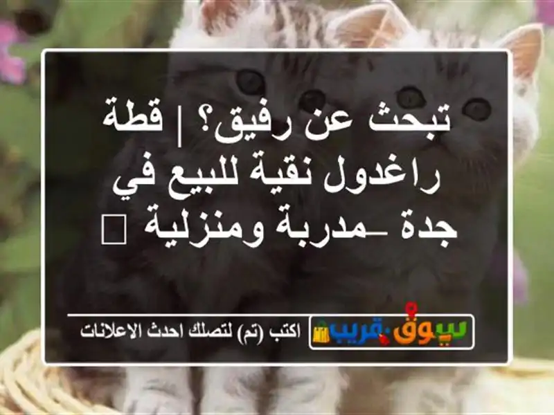 تبحث عن رفيق؟ | قطة راغدول نقية للبيع في جدة –...