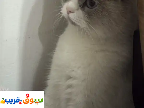 فرصة نادرة: تبنى قط شيرازي ذكر 11 شهر - لون فريد...
