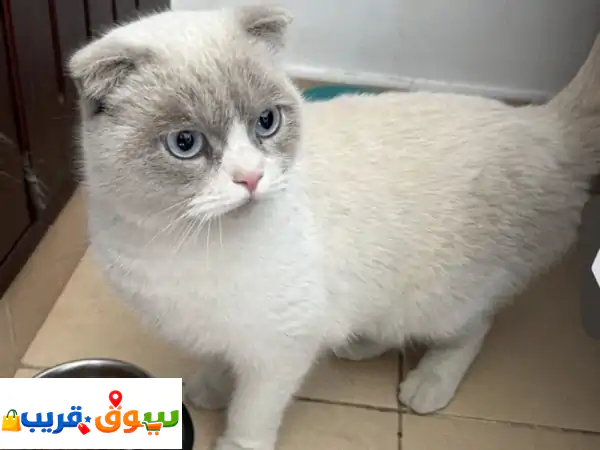 فرصة نادرة: تبنى قط شيرازي ذكر 11 شهر - لون فريد وغير معقم! رفيقك المميز بانتظارك برسوم.