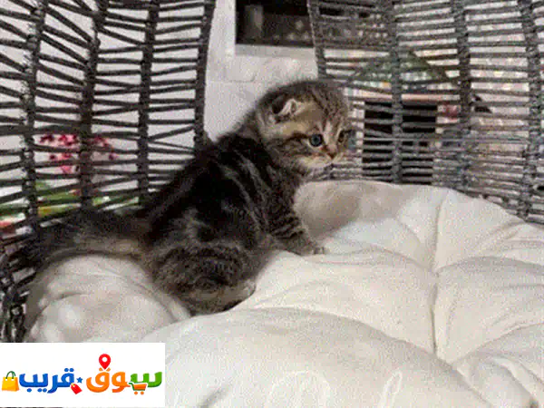 قط سكوتش فولد بلاك شينشيلا لعوب وذكي 🌟 | عمر شهرين، مطعم ومدرب 🏡 | جاهز لمنزلكم الجديد!