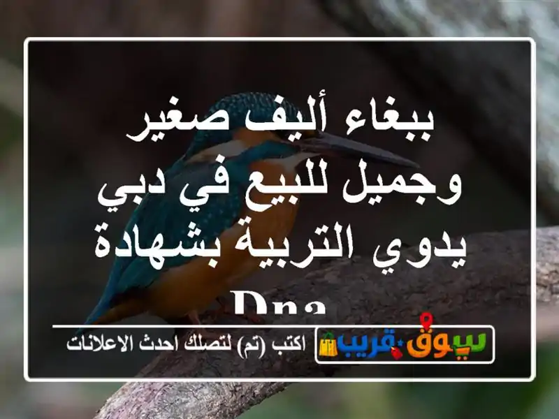 ببغاء أليف صغير وجميل للبيع في دبي - يدوي...