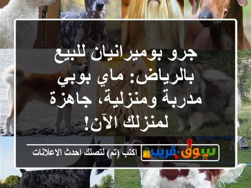 جرو بوميرانيان للبيع بالرياض: ماي بوبي مدربة...