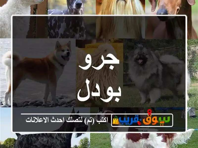 جرو بودل