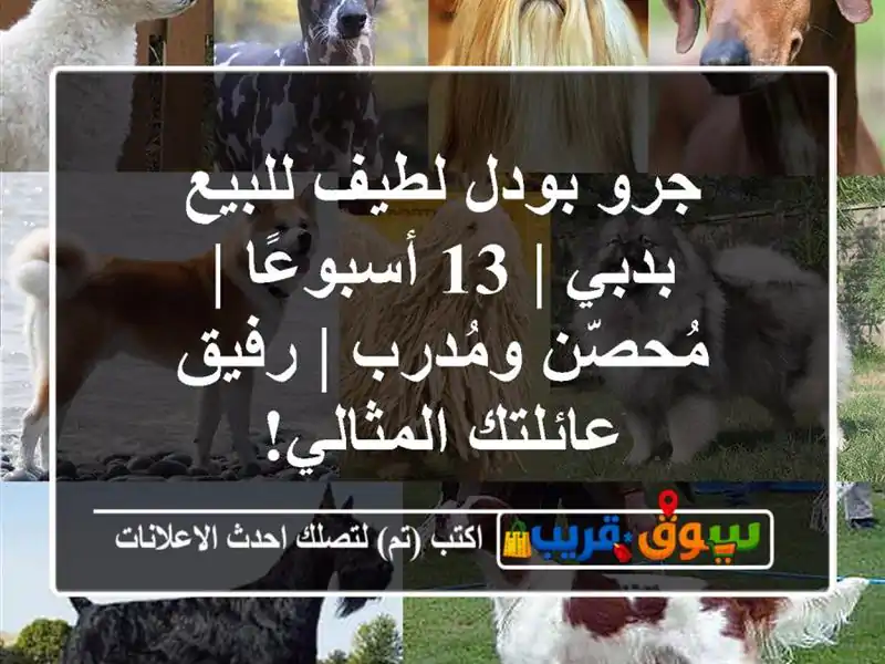 جرو بودل لطيف للبيع بدبي | 13 أسبوعًا | مُحصّن ومُدرب...