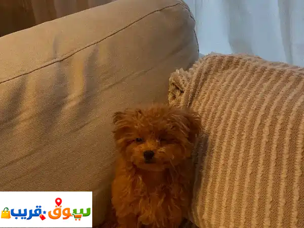 جرو بودل أصيل للبيع - تربية منزلية، مدرب...