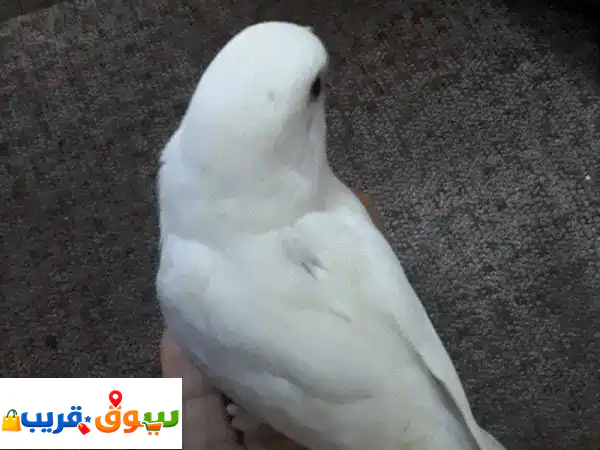 عصفور حب ألبينو أحمر العين للبيع: رفيقك الأليف المثالي بجمال نادر (صحي، نشيط، لا يعض)
