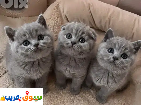 ✨ قطط سكوتش فولد وبريطانية نقية للبيع | حجز...