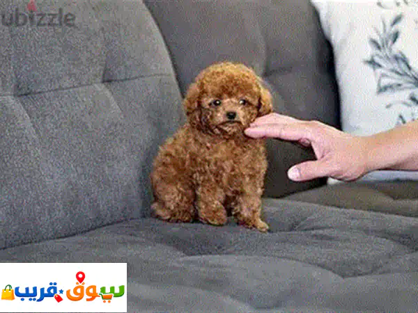 جرو بودل أصيل للبيع - تربية منزلية، مدرب وجاهز للانتقال!