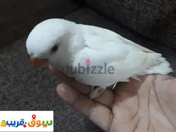 عصفور حب ألبينو أحمر العين للبيع: رفيقك الأليف...