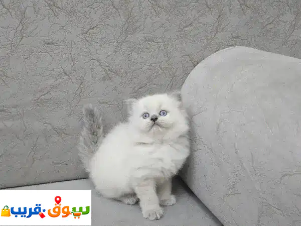 هريرة راغدول أصيلة للبيع | الرفيق المثالي:...