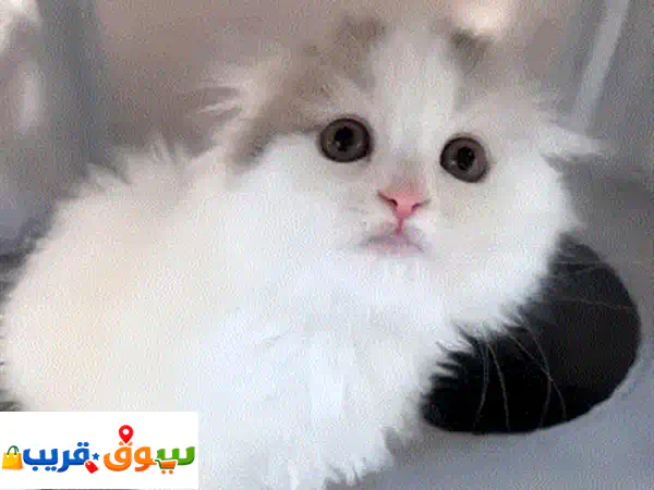 هريرة راغدول أصيلة للبيع | الرفيق المثالي: هادئة، حنونة ومفحوصة بيطرياً