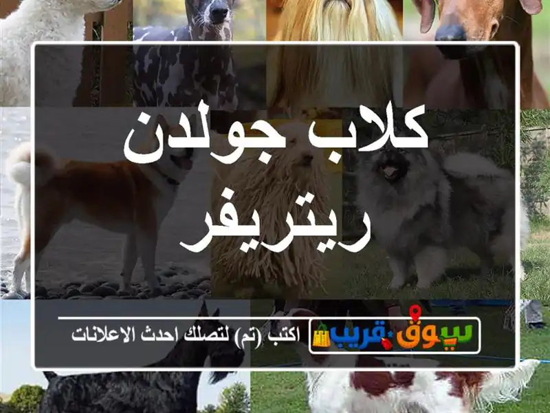 كلاب جولدن ريتريفر