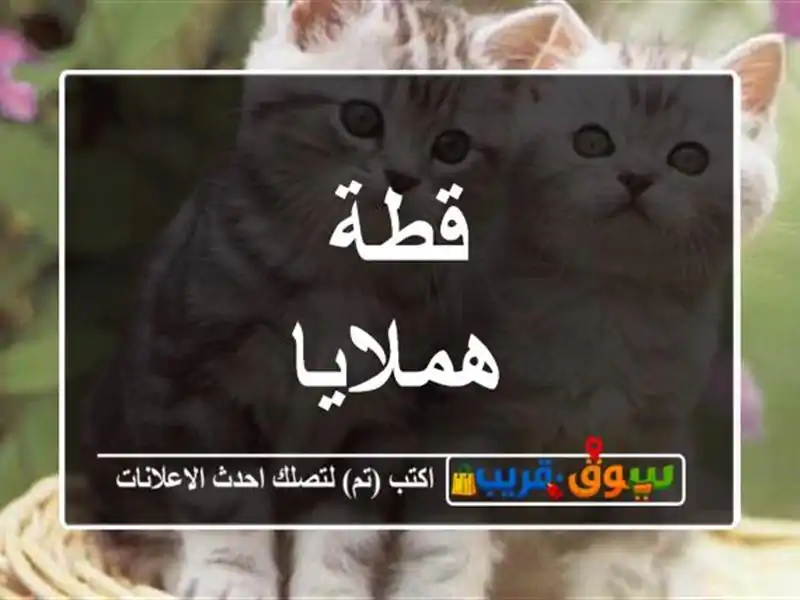 قطة هملايا