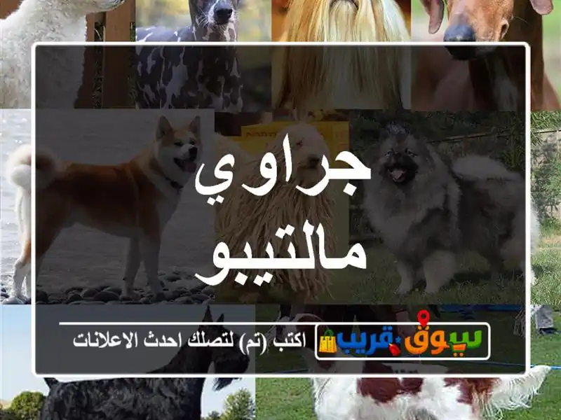 جراوي مالتيبو